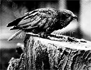 Pecking: KEA PARROT 1930S