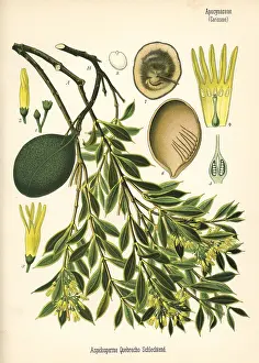 Kohler: Kebrako or white quebracho, Aspidosperma quebracho-blanco