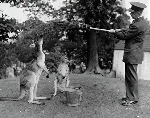 Kangaroos: Keeper and kangaroos