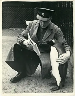 Newson: Keeper and penguin, annual census at London Zoo