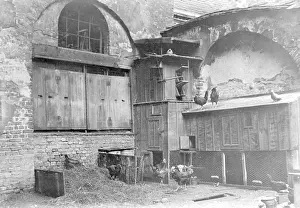 Backyard: Keeping chickens at the Krogel in Berlin, 1907
