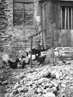 Backyard: Keeping chickens at the Krogel in Berlin, 1934