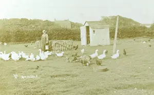 Smallholding: Keeping poultry at Grindale, Yorkshire