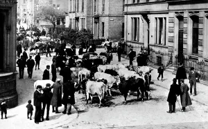 Keighley: Keighley, the Cattle Market c1910