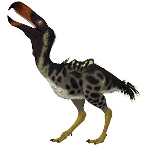 Kelenken: Kelenken is an extinct genus of giant flightless predatory ?