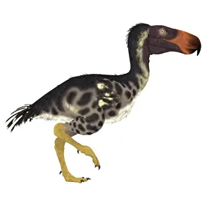 Miocene: The Kelenken terror bird of Argentina