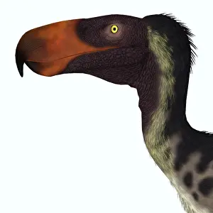 Snout: Kelenken terror bird portrait