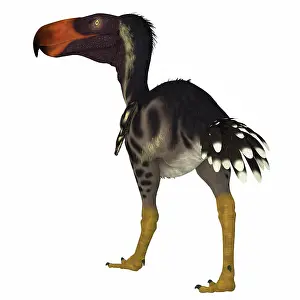 Flightless: Kelenken terror bird, rear view