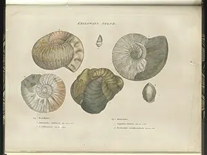 Theories: Kelloways Stone fossils