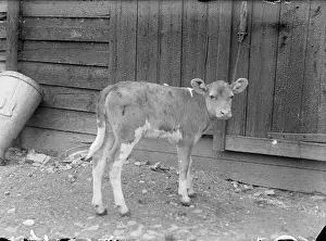 Kemnal: Kemnal Farm - Calf