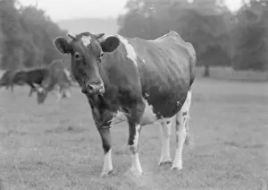 Kemnal: Kemnal Farm - Cow