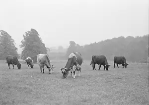 Kemnal: Kemnal Farm - Cows in field