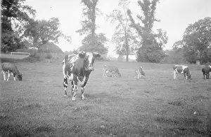 Kemnal: Kemnal Farm - Cows in field