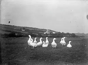 Ssls: Kemnal Farm - Geese in field, Cornwall?
