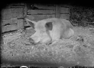 Kemnal: Kemnal Farm - Pig