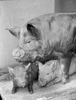 Kemnal: Kemnal Farm - Pig with piglets