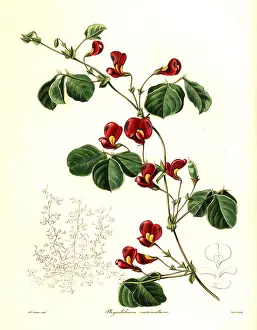 Carinata: Kennedia carinata