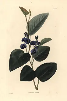 Shotter: Kennedia ovata
