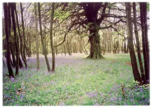 Timeless: KENTISH BLUEBELL WOOD