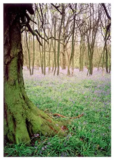 Timeless: KENTISH BLUEBELL WOOD