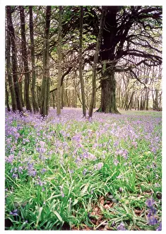 Timeless: KENTISH BLUEBELL WOOD