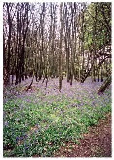 Timeless: KENTISH BLUEBELL WOOD