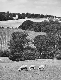 Oasthouses: KENTISH COUNTRYSIDE
