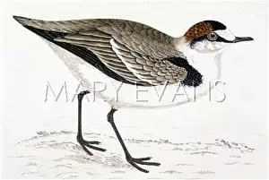 Plovers: KENTISH DOTTEREL