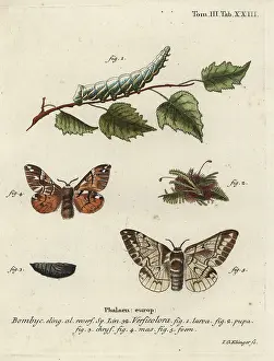 Silkworm: Kentish glory, Endromis versicolora