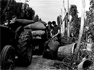 Carted: KENTISH HOP-PICKING