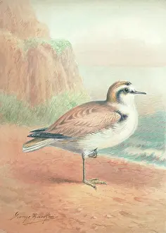 Plover: Kentish Plover