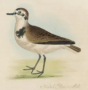 Kentish: KENTISH PLOVER / MALE