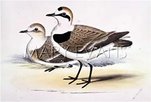 Charadrius: KENTISH PLOVER (MORRIS)