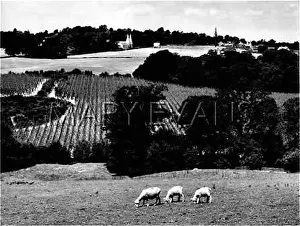 Oast: KENTISH SCENERY 1930S