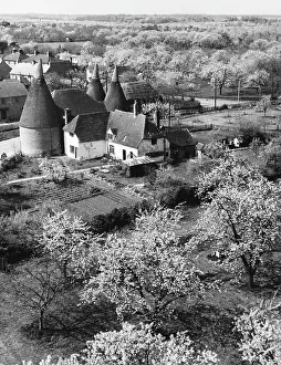 Orchards: KENTISH SCENERY