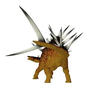 Spiked: Kentrosaurus armored dinosaur, rear view on white background