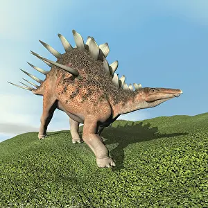 Stegosaur: Kentrosaurus dinosaur