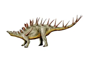 Stegosaurus: Kentrosaurus dinosaur