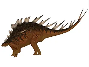 Stegosaur: Kentrosaurus dinosaur from the Jurassic Period