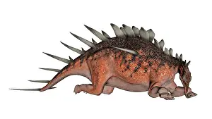 Stegosaur: Kentrosaurus dinosaur resting, white background
