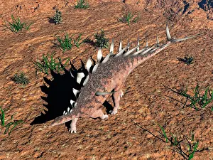 Stegosaurid: Kentrosaurus dinosaur walking in the desert