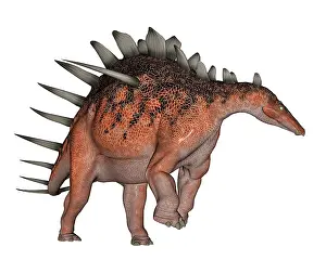 Stegosaur: Kentrosaurus dinosaur, white background