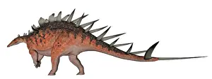 Stegosaur: Kentrosaurus dinosaur, white background