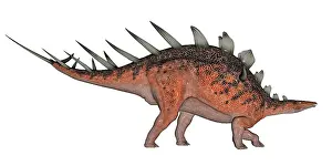 Stegosaur: Kentrosaurus dinosaur, white background