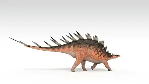 Aethiopicus: Kentrosaurus dinosaur, white background