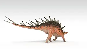 Aethiopicus: Kentrosaurus dinosaur, white background