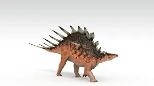 Aethiopicus: Kentrosaurus dinosaur, white background