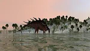 Stegosaurid: Kentrosaurus drinking from prehistoric waters