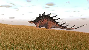 Thagomizer: Kentrosaurus walking across a grassy field