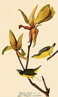 Kentucky: Kentucky Warbler